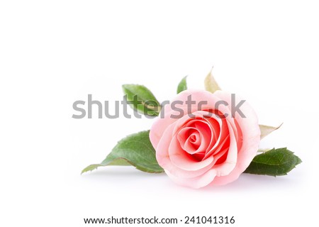 pink rose flower on white background Royalty-Free Stock Photo #241041316