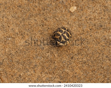 wild turtles in sri lanka