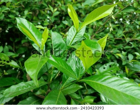 Close up view of Meulu flower leaves. A picture of leaves that are still fresh and green.