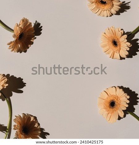 Round frame of pale peach gerbera flowers on white background with blank copy space. Aesthetic close up view floral mockup template