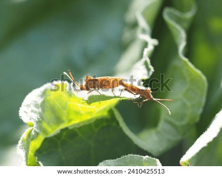 These Coreidae stinkbugs found in a garden are in the middle of reproduction.  Royalty-Free Stock Photo #2410425513