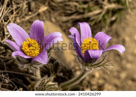 Early Spring Blooming Flowers. two blooming flowers of Pulsatilla vulgaris close up, pasque flower, pasqueflower, European pasqueflower Royalty-Free Stock Photo #2410426299