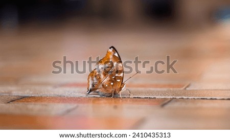 butterfly on the floor with blur background, beautiful brown butterfly.