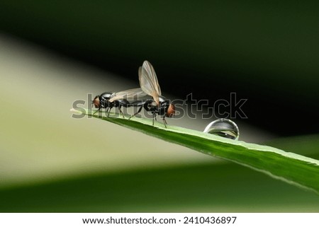 A Picture Winged Fly (Ulidia erythrophthalma) resting on a green leaf in Satara, with a water droplet in the background.