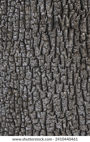 The bark of a White Ash, Fraxinus americana, growing in in the Adirondack Mountains Of New York State