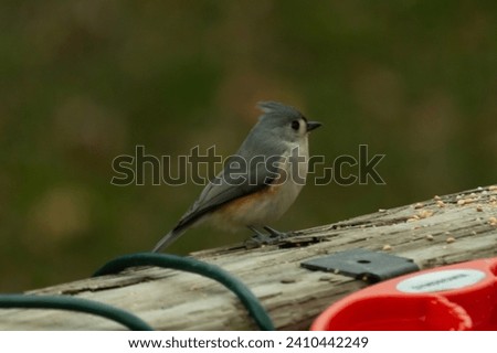 This cute little tufted titmouse sat on the wooden railing as I took his picture. His cute little grey body with the little mohawk. This bird is out for some birdseed.