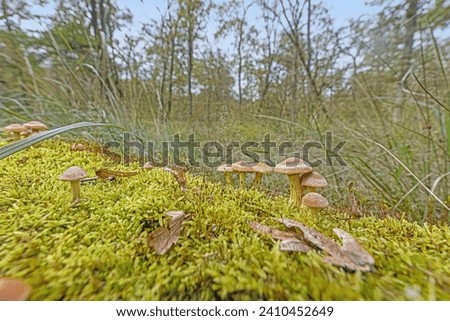 Picture of a group of mushrooms on a tree trunk during the day in autumn