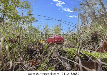 Picture of a fly agaric in a forest clearing during the day in autumn