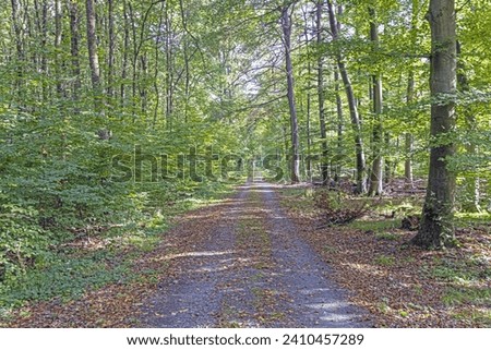 Picture along a path through a summer forest during the day