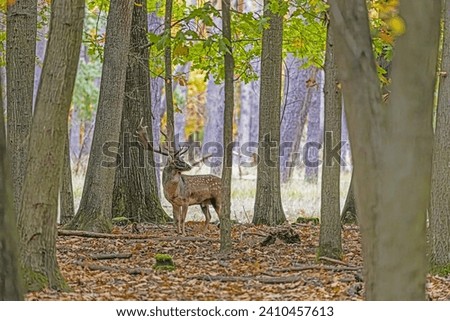 Picture of a deer with large antlers in a German forest during the day