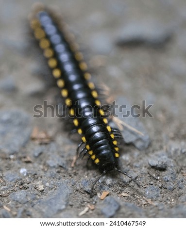 crawly critter on path in Olympic Park Royalty-Free Stock Photo #2410467549