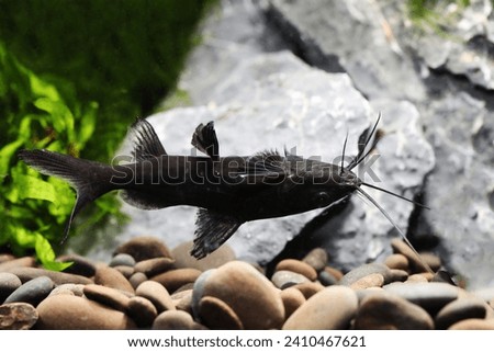 Burmese or Asian Upside Down Catfish (Mystus leucophasis) rare tropical fish from Burma Royalty-Free Stock Photo #2410467621