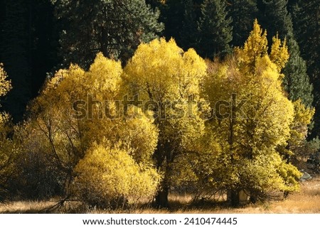 photo of grove of trees turned yellow on road between New Meadows and McCall Idaho
