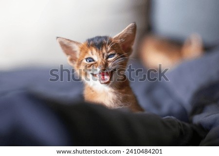 Close up of cute Abyssinian ruddy kitten with open mouth saying meow. Little angry or hungry red kitten begging for food. Image for veterinary clinic or pet shop. Selective focus.
