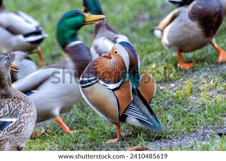 A rare sight in Dublin's National Botanic Gardens, the male Mandarin Duck enchants with its vibrant plumage. An exotic touch to local ponds, it adds a burst of color to the serene Irish setting. 