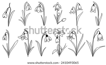 Nature design elements. Black and white snowdrop botanical illustration. Vintage floral clip art hand drawn group. Flowers drawing and sketch with line-art Isolated on white background.