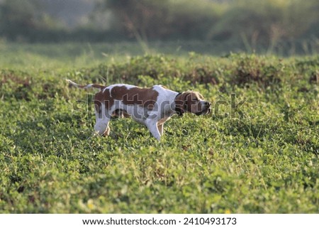 Pointer dog hunting quail, Garman pointer, English Pointer, Francolin Hunting, Hunting with net and dog. Royalty-Free Stock Photo #2410493173