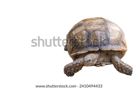 Giant tortoise on a white background