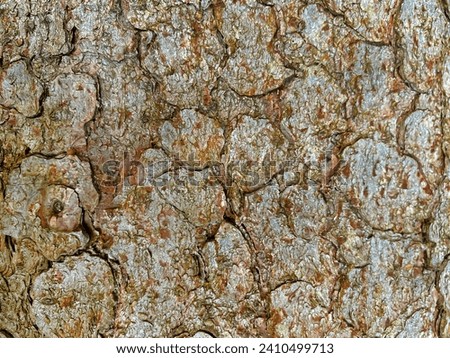 The relief texture of the bark of a coniferous tree resembles a mosaic of small particles that smoothly merge into each other. This is an example of natural beauty that fascinates with its uniqueness.