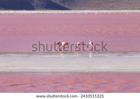Laguna Colorada flamingos, Bolivia. Puna flamingo. Andean wildlife. Red lagoon Royalty-Free Stock Photo #2410511225