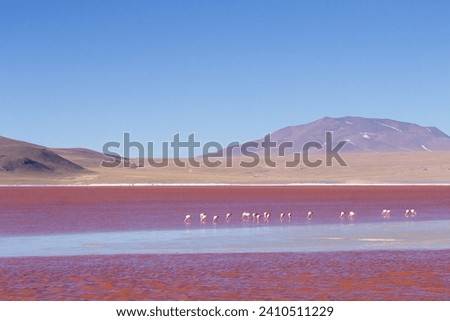 Laguna Colorada flamingos, Bolivia. Puna flamingo. Andean wildlife. Red lagoon Royalty-Free Stock Photo #2410511229