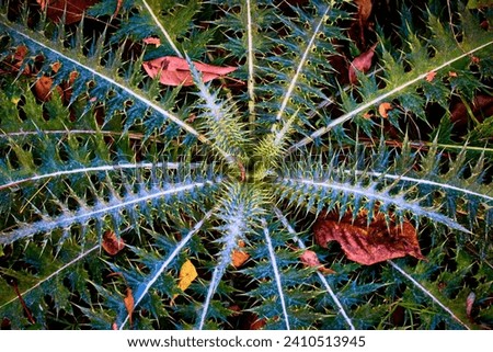 Green and blue plant with thorns, symmetrical shape with repeating patterns Royalty-Free Stock Photo #2410513945