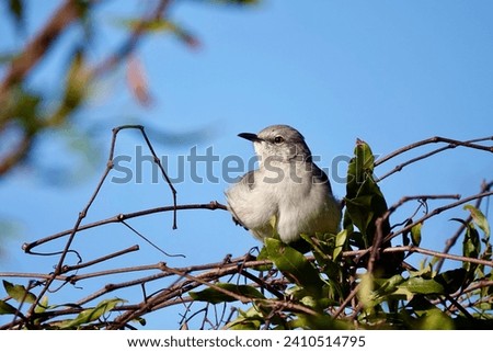                              Northern Mockingbird perched on a tree branch in the bright morning sunlight at Shelter Cove on Hilton Head Island.  
