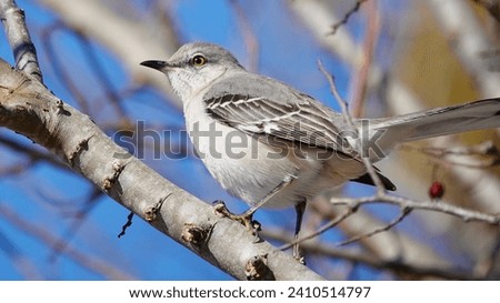                              Northern Mockingbird perched on a tree branch in the bright morning sunlight at Shelter Cove on Hilton Head Island.  