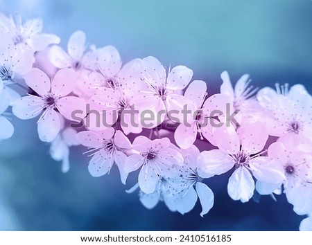 Beautiful floral spring abstract background. Branch of cherry blossoms on a pink-blue background. Selective focus.