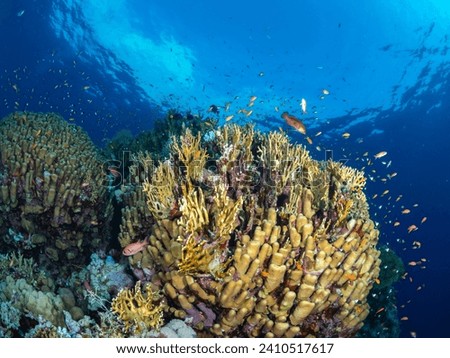A school of fish emerge from the safety of a coral reef in egypt