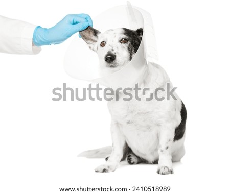 A veterinarian makes a diagnosis of a dog's ear. Dog in a plastic cone.