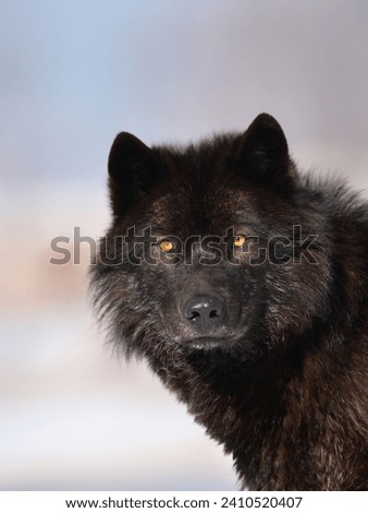 portrait Canadian black wolf on a blurred background