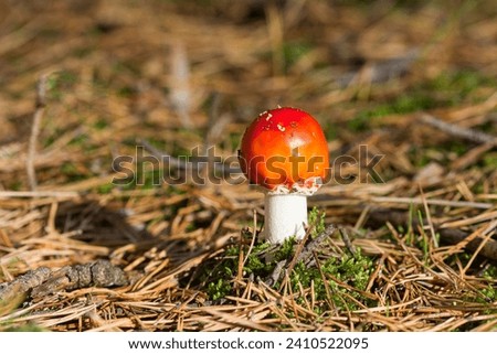 beautiful pictures from our nature, mushroom