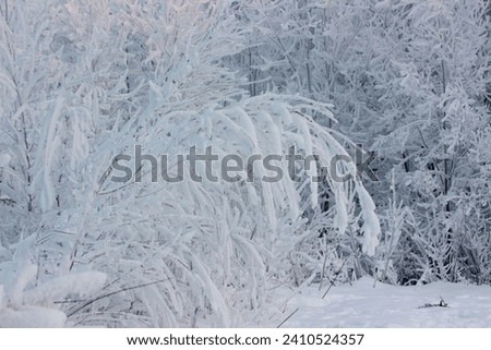 Photo. Winter landscape. A clearing with trees covered with snow and frost. Taken during the day in severe frost.