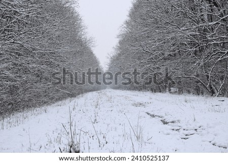 An image that captures a corridor that separates a forest into two parts, photo taken on a beautiful winter day.