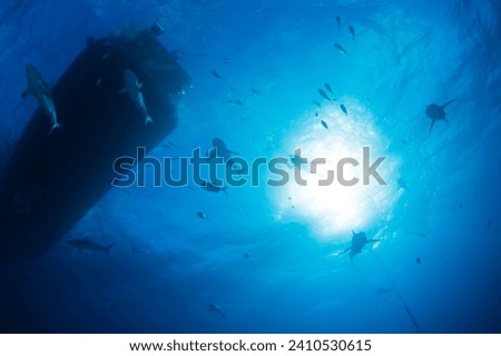 Caribbean Reef Sharks (Carcharhinus perezi) and Scuba Diver against Surface, viewed from below. Tiger Beach, Bahamas
