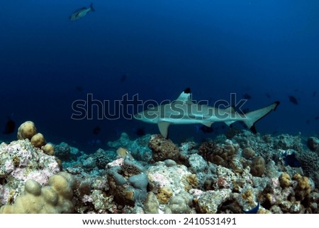 Blacktip Reef Shark (Carcharhinus melanopterus) on Reef. Helengeli, North Male Atoll, Maldives