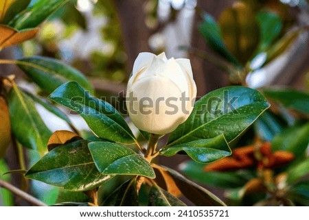 Blooming magnolia bud on a tree in the garden. Floristry concept, design for flower shop or banner of natural perfume. Nature concept, design for postcard or calendar. Selective focus. Bodrum, Turkey.