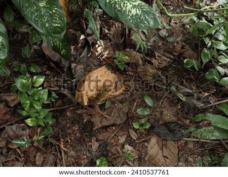 A newly fallen mature coconut fruit in a shady wild area. The husk of this fruit has been halfway removed by a porcupine. After removing the husk and shell, porcupines will eat the coconut flesh