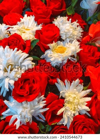 Red Rose pictures with white flowers