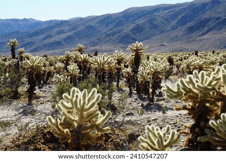 Cholla cactus garden with a backdrop of mountain ranges under a clear blue sky in Joshua Tree National Park.
