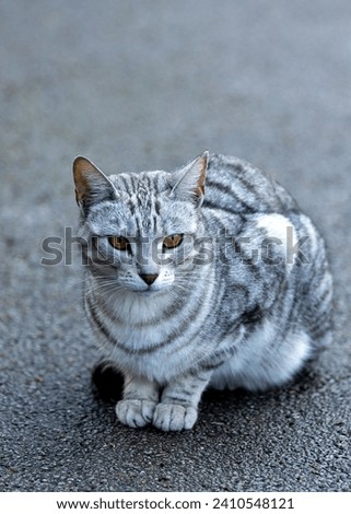 The Egyptian Mau Cat, a regal companion, graces Egypt with its spotted coat and captivating green eyes. Known for its friendly demeanor, it brings a touch of elegance and ancient charm to homes. Royalty-Free Stock Photo #2410548121