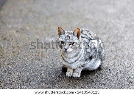 The Egyptian Mau Cat, a regal companion, graces Egypt with its spotted coat and captivating green eyes. Known for its friendly demeanor, it brings a touch of elegance and ancient charm to homes. Royalty-Free Stock Photo #2410548123