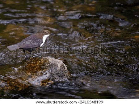 The European Dipper, a dynamic dweller of flowing streams, showcases its unique bobbing movements. With a brown body and snowy chest, it graces waterways, adding a touch of charm to riparian habitats.