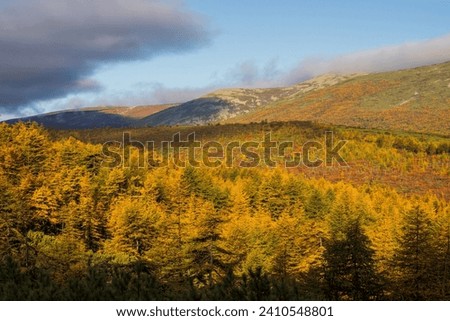 Mountain autumn landscape. View of the coniferous forest on the mountainside. Yellowed autumn larch trees. Fall season in the Far North. September. Travel and hiking in the wild. Northern nature.