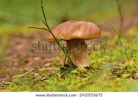 Cep or penny bun ( Boletus edulis ) light brown cap growing through moss in the forest on the natural green background. Finding Boletus. Macro. Selective focus. Horizontal photo.