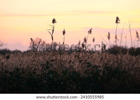 Autumn Picture Frond Grain Blowing in the Sunset