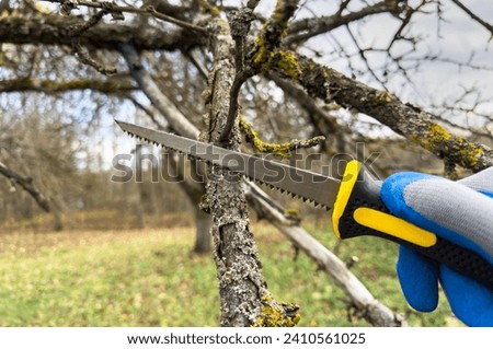 Saw branch. Cut branch use branch saw. Cutting branches on apple tree use Garden saw. Trimming tree branch in rural garden. Pruning tree with clippers on backyard in village. Pruning  tools for garden Royalty-Free Stock Photo #2410561025