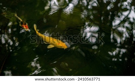 Close-up detail with a view of colourful fishes swimming in the water pound and tropical trees and plants reflecting over the surface of the water. Sea world and wildlife of South East Asia.  