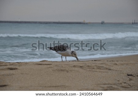 A seagull chilling on the beach Picture 1